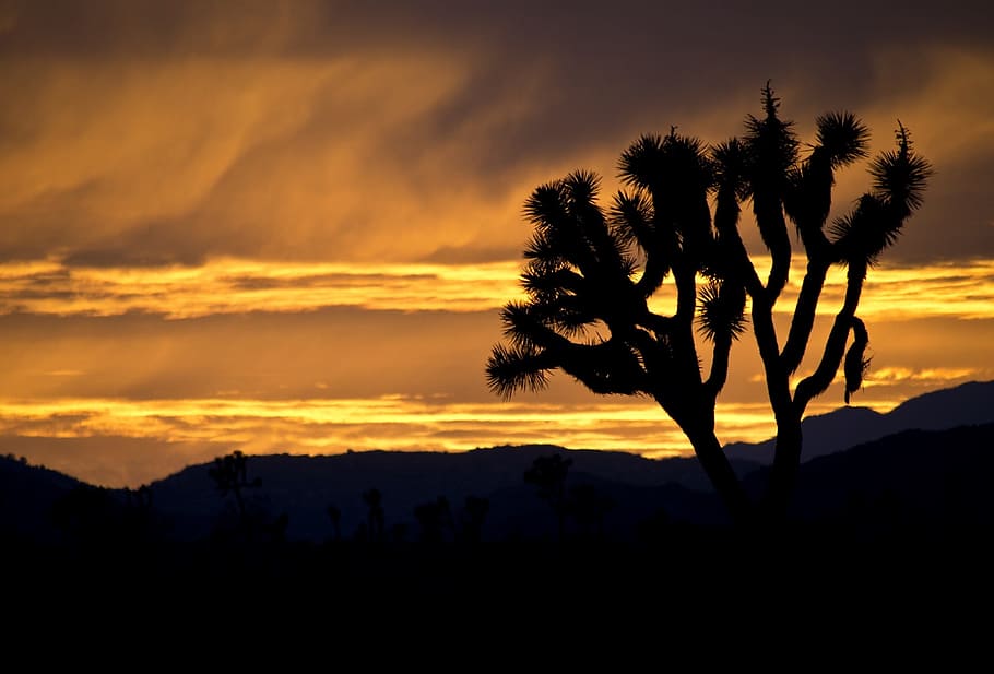 dark, evening, joshua, tree, nature, wood, silhouette, sunset HD wallpaper