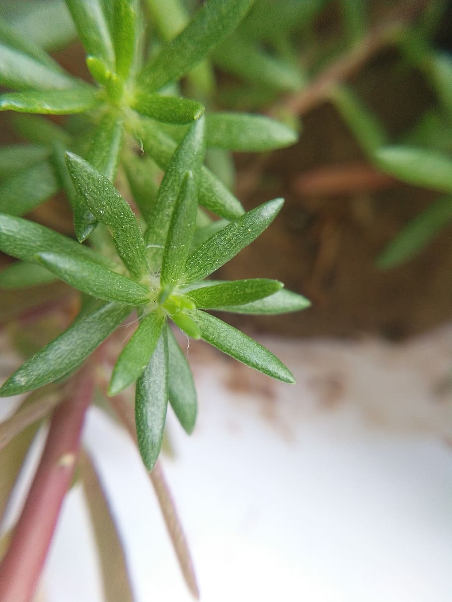 small, green, leaves, green color, growth, plant, leaf, plant part HD wallpaper