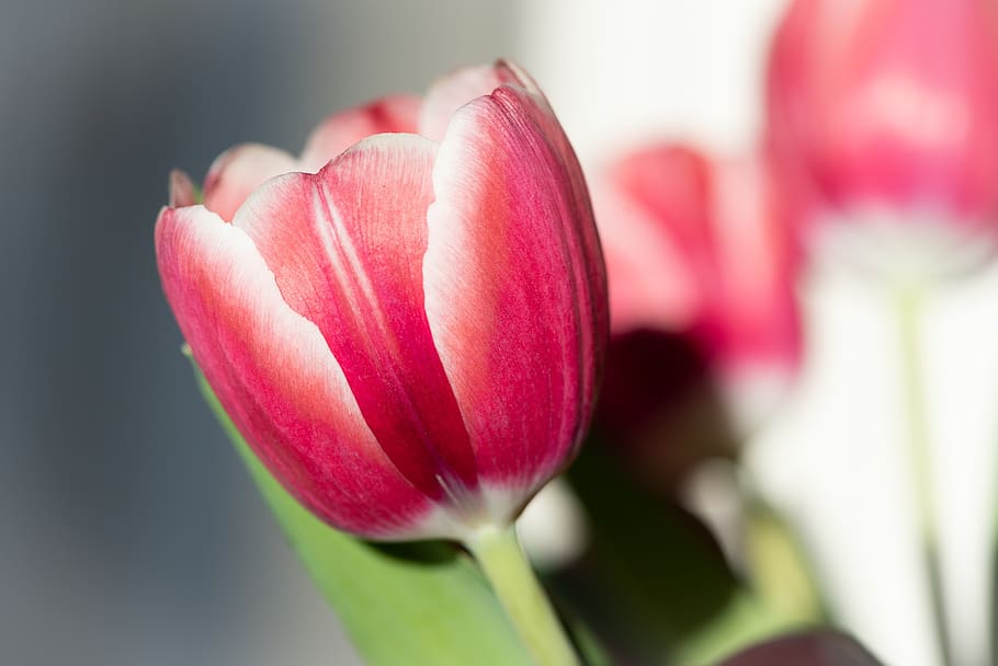 flower, blossom, bloom, tulip, pink, red, spring flower, close up HD wallpaper