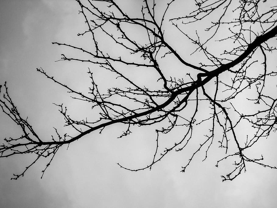 tree, branch, bare tree, plant, low angle view, no people, sky HD wallpaper