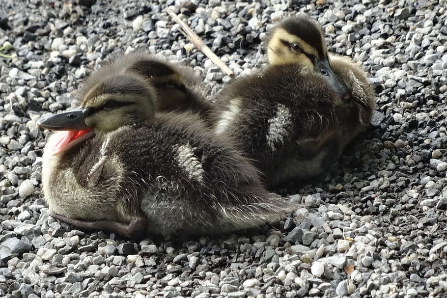 ducky, young, chicks, small, water bird, animal world, boy HD wallpaper