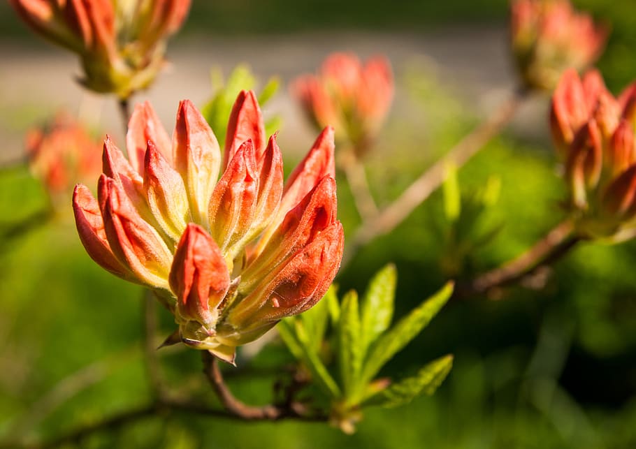 flower, blossom, bloom, nature, plant, petals, flora, garden HD wallpaper