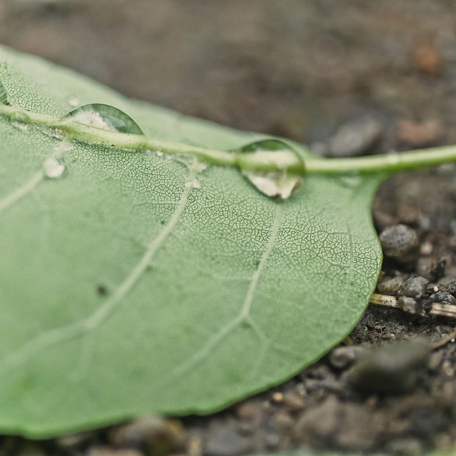 Green Leaf With Water Droplets, close-up, dew, ecology, environment HD wallpaper