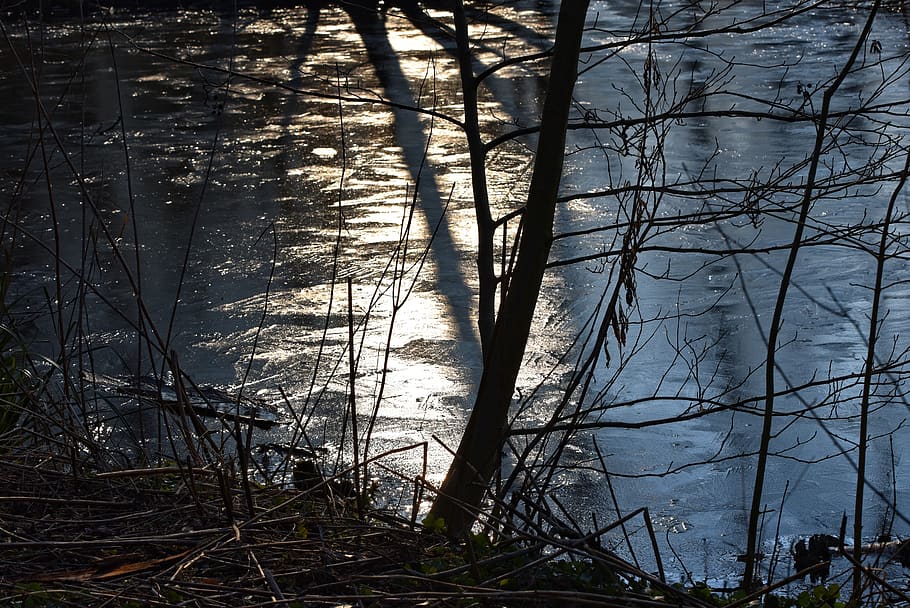 ice, water, frozen, pond, shiny, stems, silhouettes, banks HD wallpaper