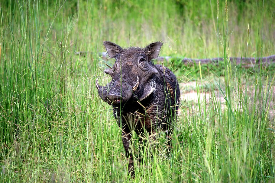 black wild boar on grass field, animal, animal themes, animal wildlife HD wallpaper