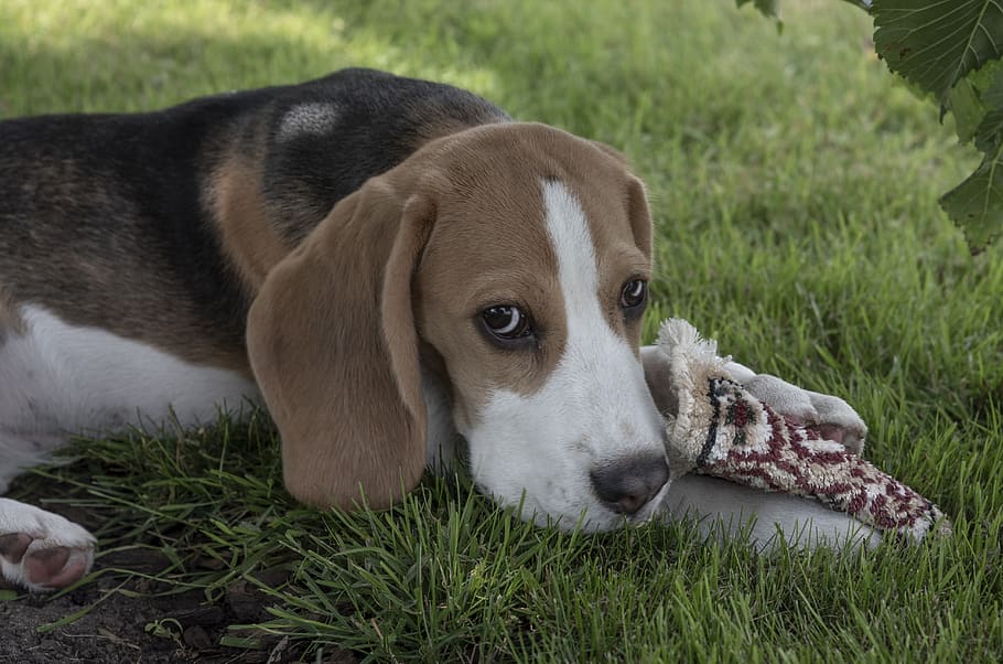 beagle, dog, puppy, pet, animal, portrait, cute, friend, one animal HD wallpaper