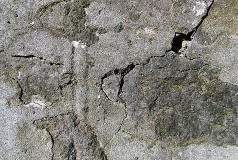 rock, ground, soil, texture, tar, plant, tree, lizard, animal HD wallpaper