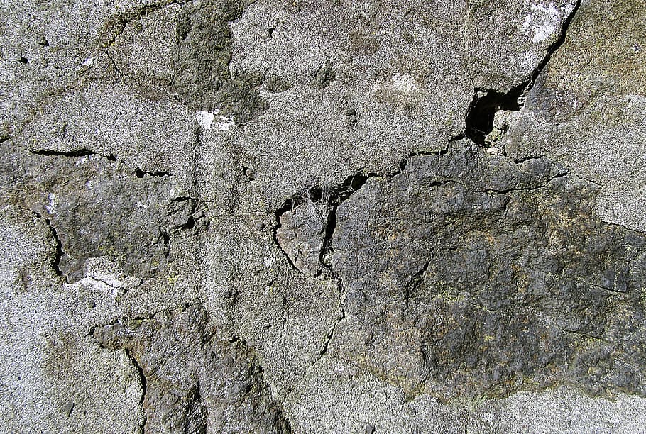 rock, ground, soil, texture, tar, plant, tree, lizard, animal HD wallpaper