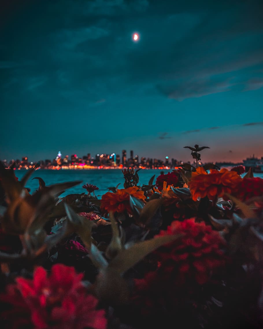 canada, north vancouver, cityscape, bokeh, flowers, night, sky