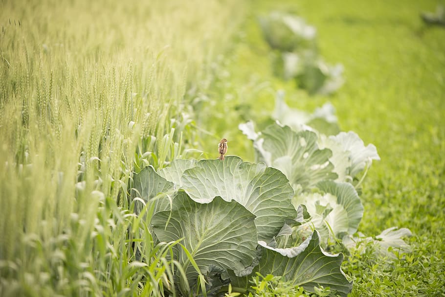 Hallow Focus Photography Green Plants, bright, country, cropland HD wallpaper
