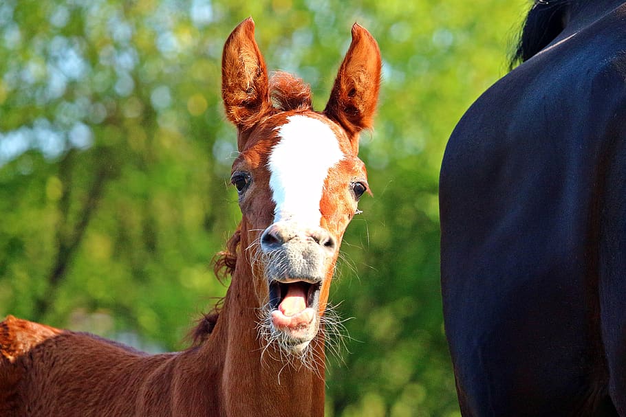 foal, horse, fuchs, mare, animal, thoroughbred arabian, suckling, HD wallpaper