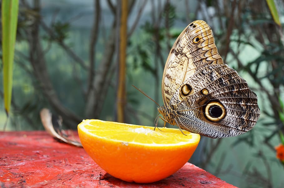 butterfly, nature, orange, color, goodness, juicy, fruit, focus on foreground HD wallpaper