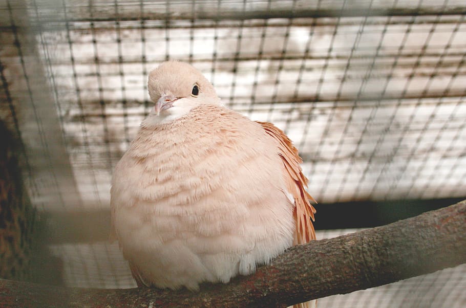 White Bird Perched on Tree Branch, animal, close-up, color, cute HD wallpaper