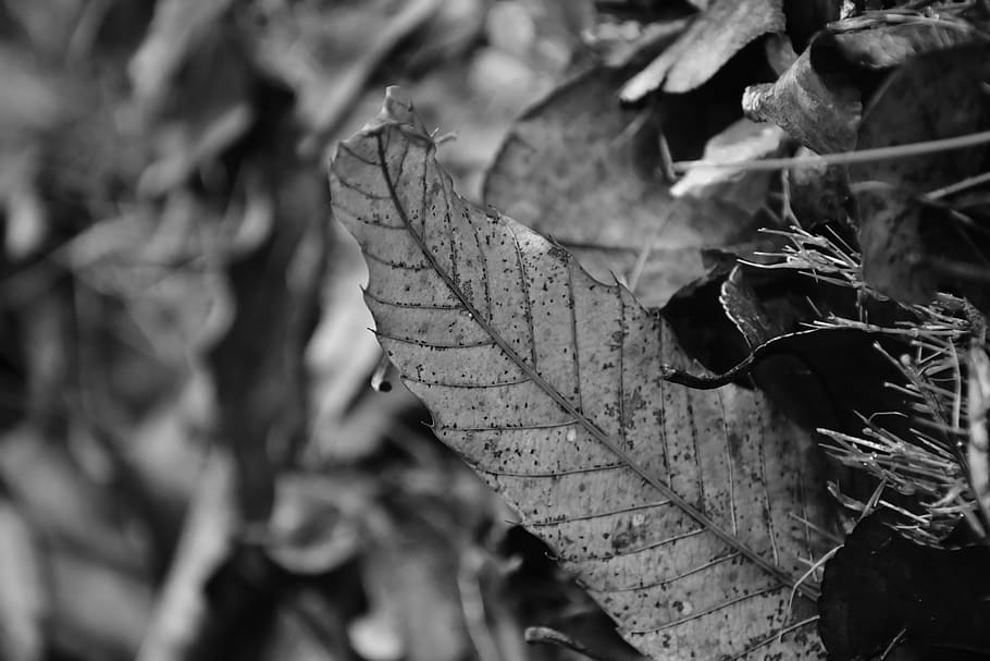 veins, plant, leaf, ground, texture, crystal, strap, handrail HD wallpaper