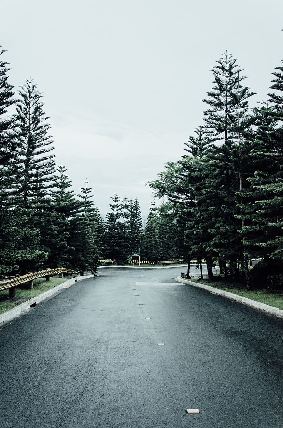 trees, pine tree, pine trees, road, sky, plant, transportation HD wallpaper