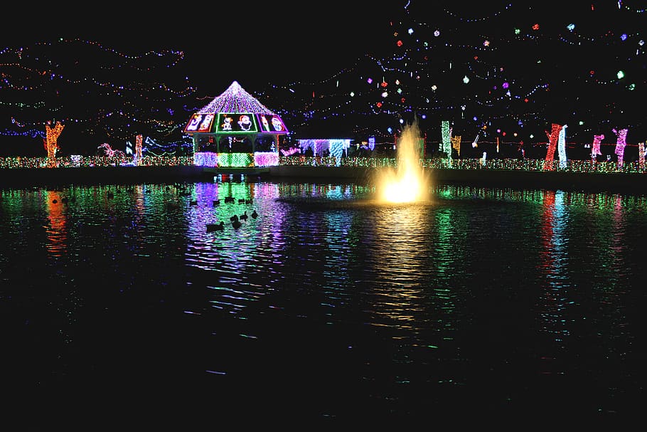 christmas, christmas light, ducks, pond, lights, water, night HD wallpaper