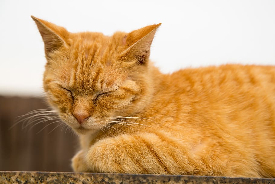animal, cute, cat, fur, homely, mammal, feline, pets, domestic HD wallpaper