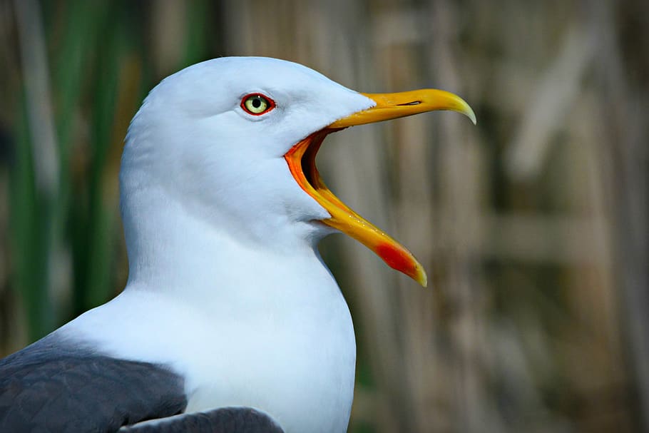 seagull, seabird, animal, beak, feather, plumage, scream, open HD wallpaper