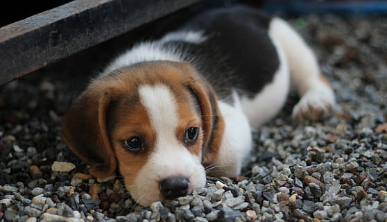 Tri-color Beagle Puppy, animal, canine, close-up, dog, domestic HD wallpaper