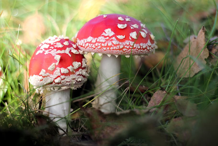 toadstool, fungus, two, toxic, forest, autumn, mushrooms, nature HD wallpaper