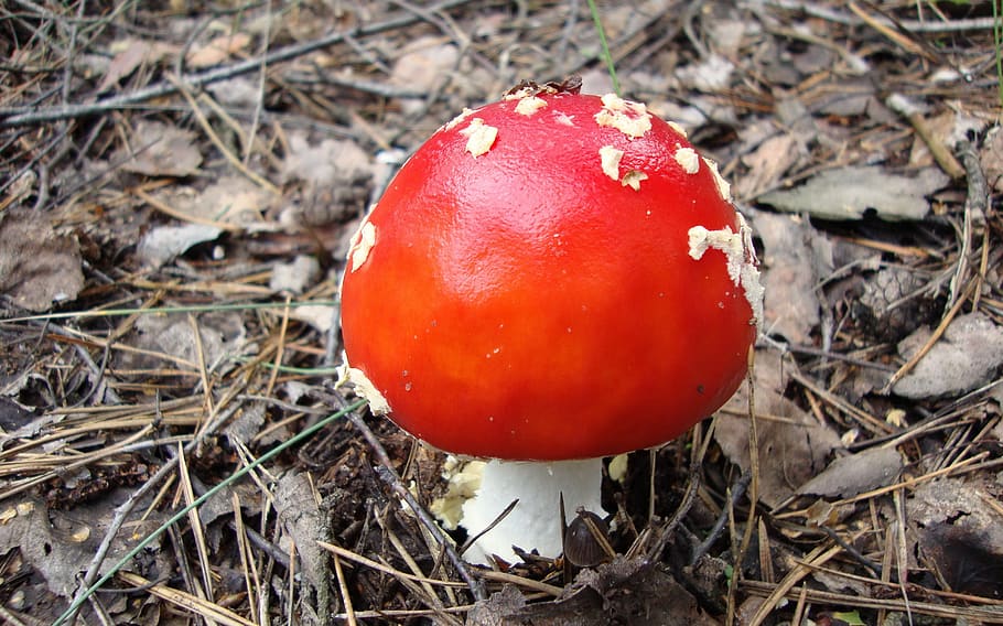 flora, macro, bokeh, nature, mushrooms, red, food, vegetable HD wallpaper
