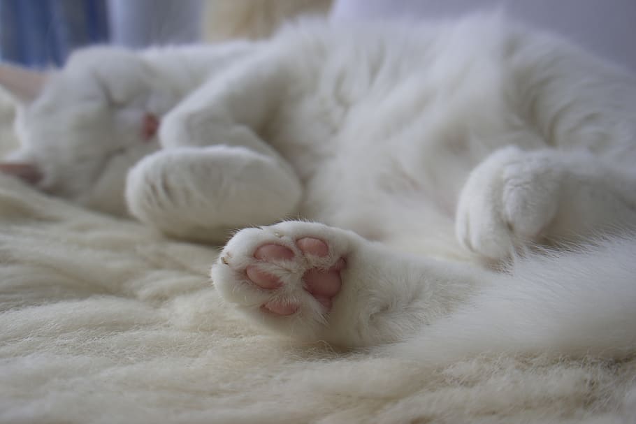 cat, white, pet, animal, cute, sweet, kitty, relaxation, domestic animals HD wallpaper