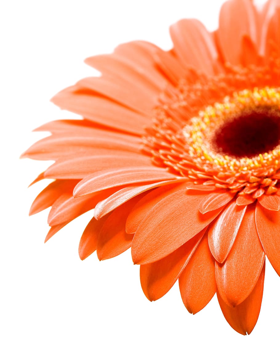 gerbera, flower, background, white, closeup, isolated, decoration HD wallpaper