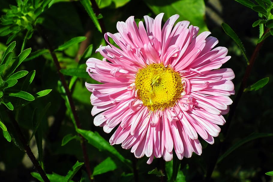 flower, aster, pink, garden, summer, nature, flowering plant HD wallpaper