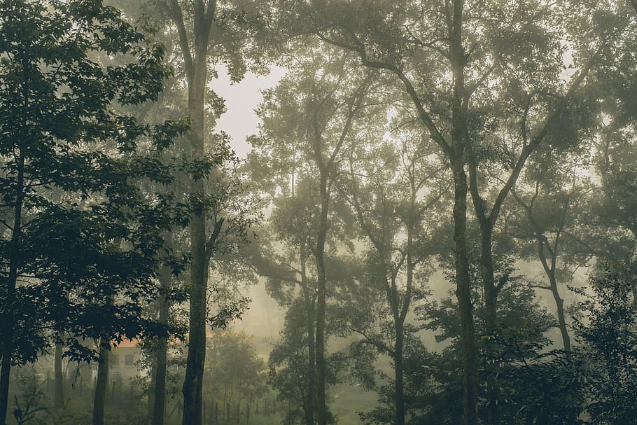 guatemala, tactic, trees, forest, morning, nature, green, mist HD wallpaper