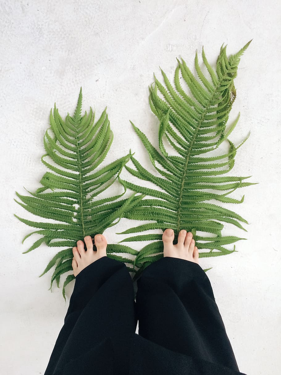 Two Fern Leaves Stepped by a Person, art, bare feet, black, botanical