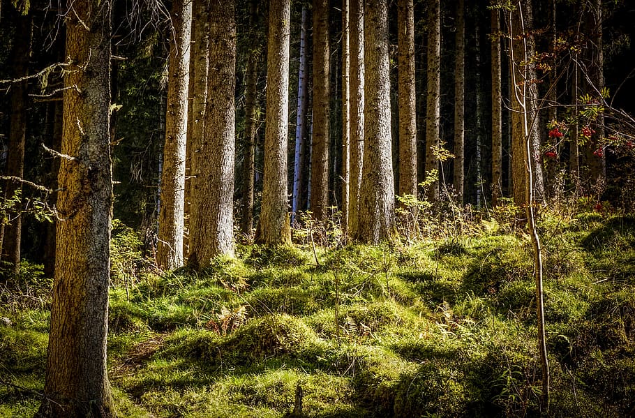 forest, glade, atmosphere, mood, light, trees, atmospheric HD wallpaper