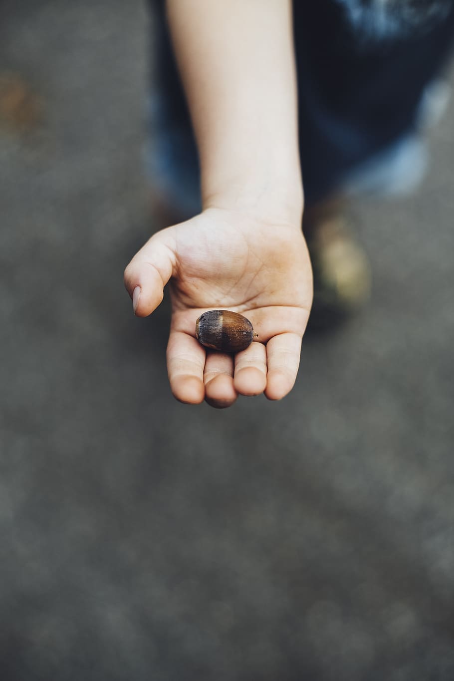 child, forest, hand, collect, discover, learn, nature, childhood HD wallpaper
