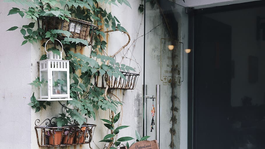 green leafed plant on pots, ivy, flora, door, building, balcony HD wallpaper