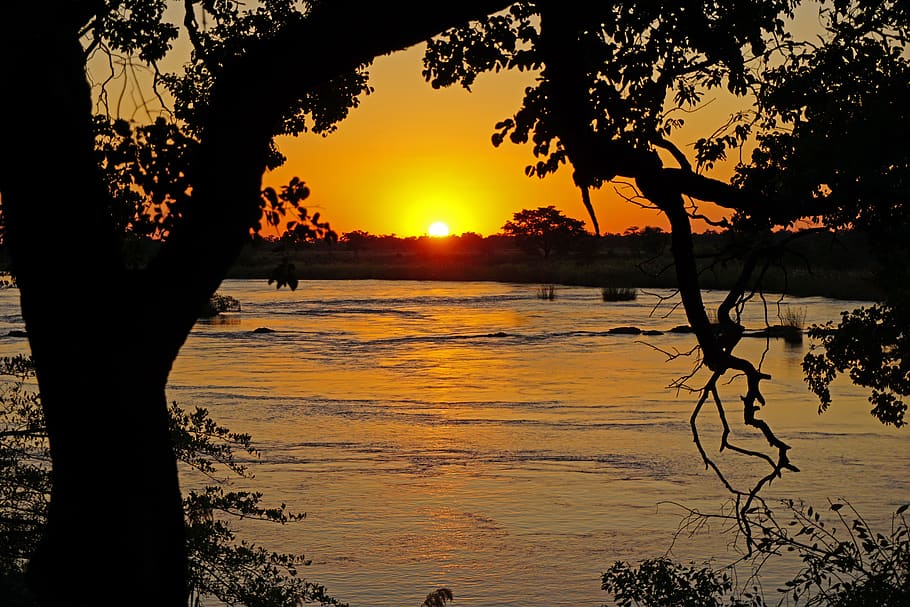 namibia, sunset, kavango river, tree, sky, silhouette, beauty in nature HD wallpaper