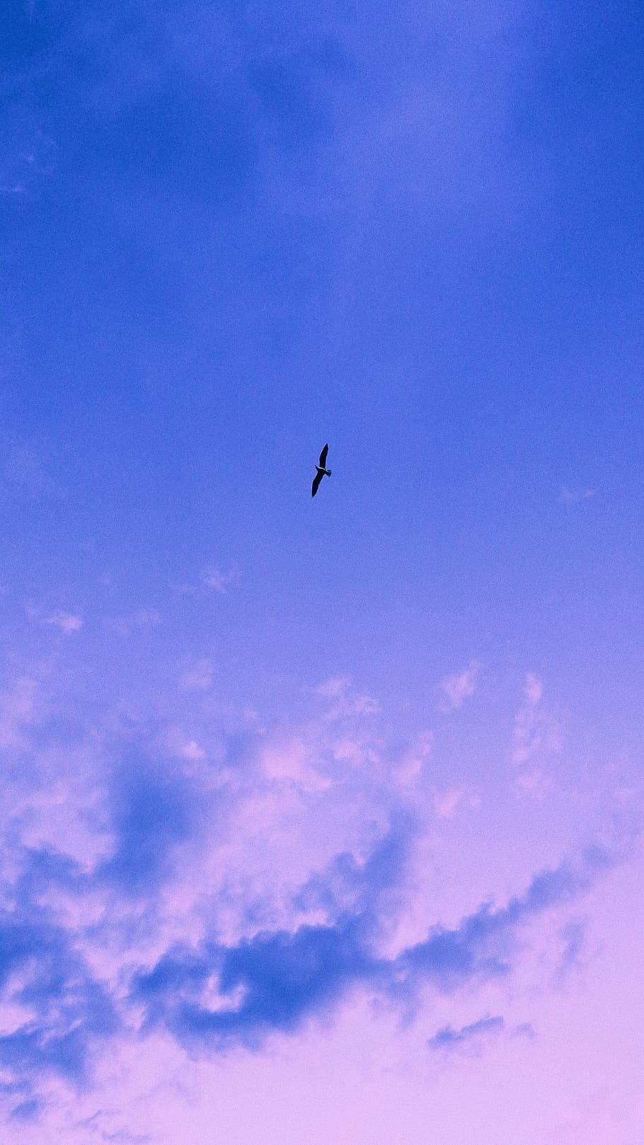 sky, cloud - sky, flying, low angle view, bird, blue, animal wildlife HD wallpaper