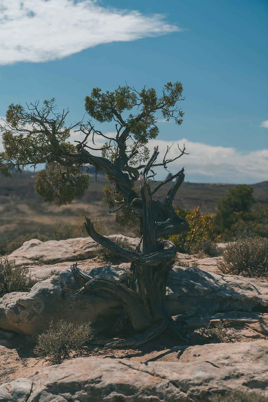 green-leafed tree surrounded with rocks during daytime, plant HD wallpaper
