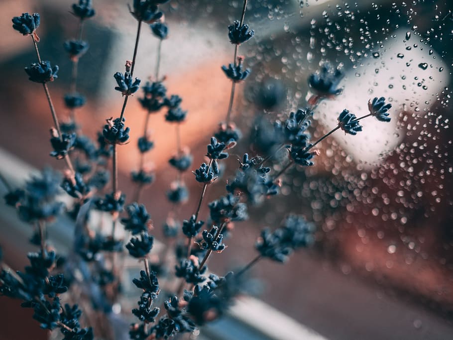 Lavender Flower Beside Window, blue, blur, calm, close-up, color HD wallpaper
