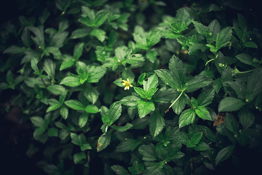 bush, flower, forest, growth, green color, plant part, leaf HD wallpaper