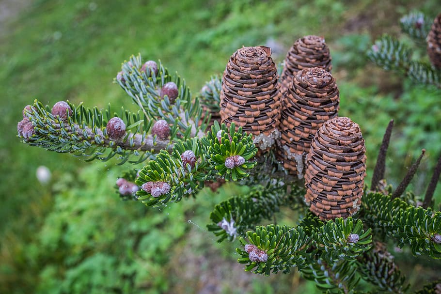 cones, needles, green, tree, conifer, branch, close up, plant HD wallpaper