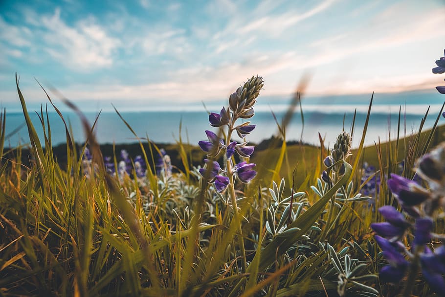 nature, global, earth, warm, spring, mt tam, san francisco HD wallpaper