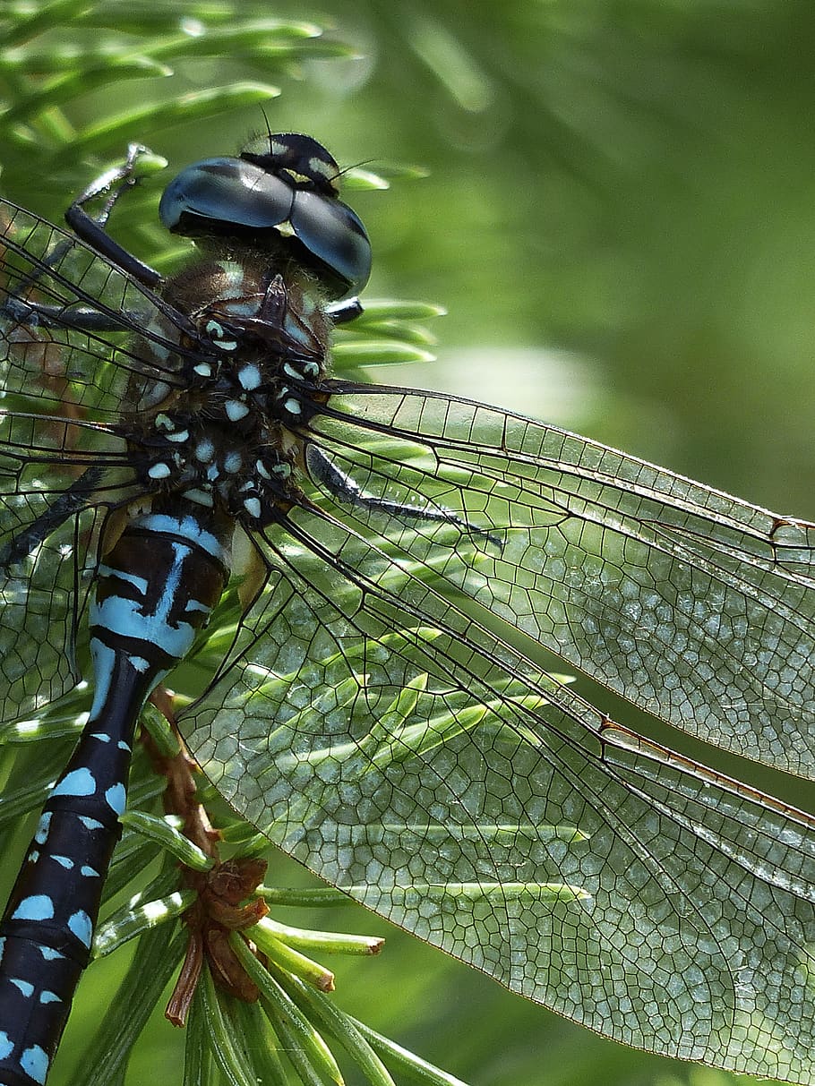 Blue Black Dragonfly, close-up, insect, macro, invertebrate, animal themes HD wallpaper