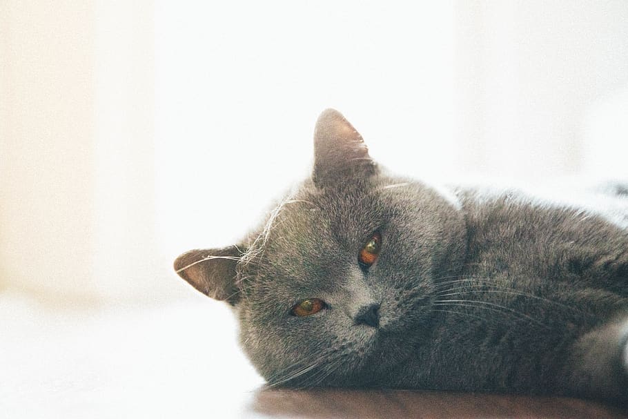 germany, stuttgart, cat, home, eyes, one animal, mammal, animal themes HD wallpaper