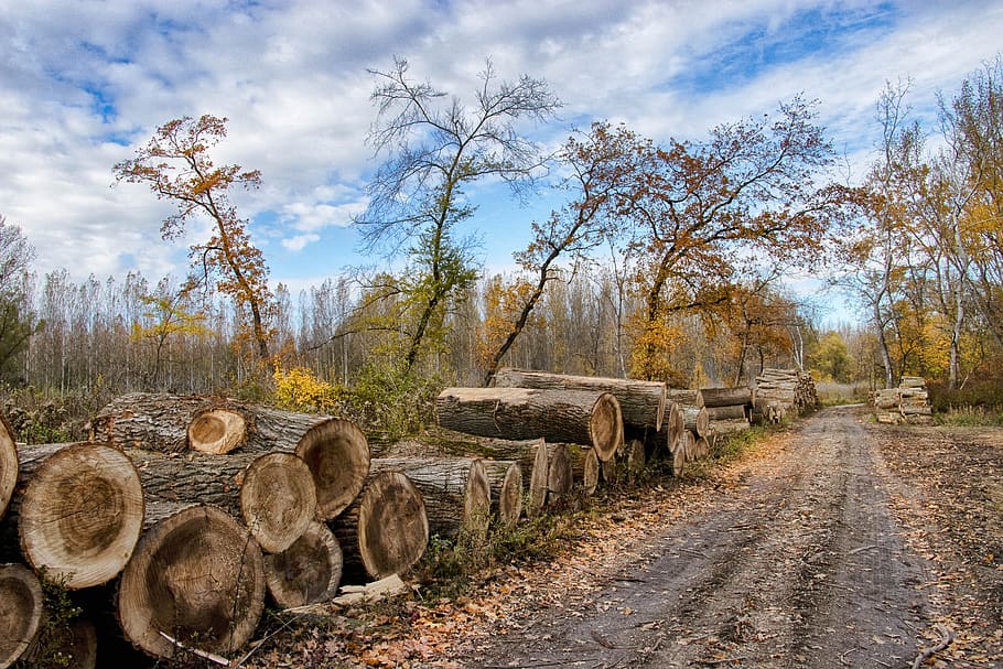 trees, logging, firewood, tribes, trunks, packed in, landscape, HD wallpaper