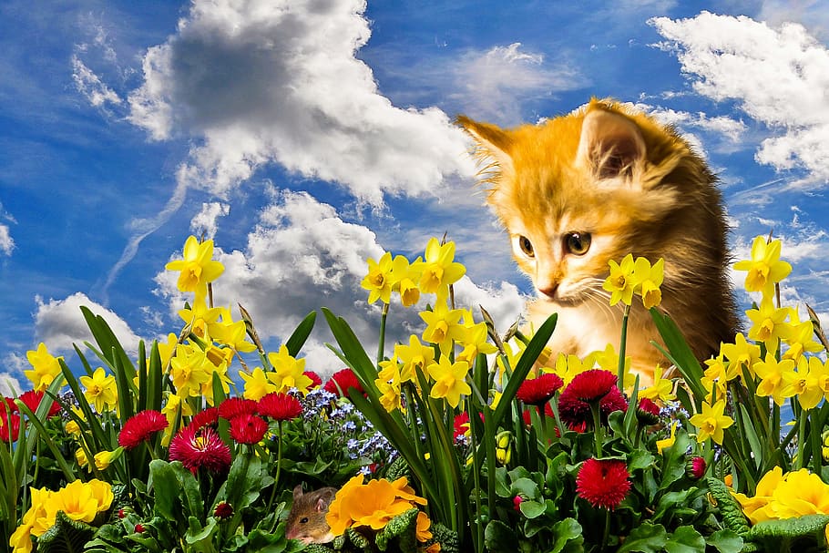 flower, nature, spring, cat, mouse, lurking, hunt, play, flowers