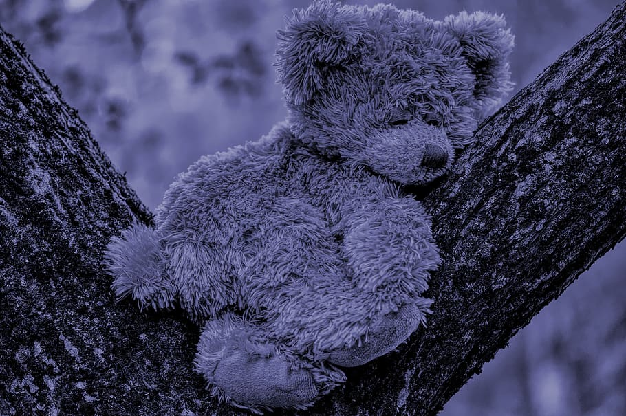 teddy, night, sleep, cute, stuffed animal, toys, teddy bear HD wallpaper