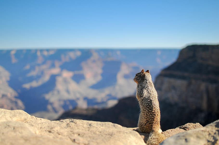 Brown Squirrel Standing on Brown Rock Formation, animal, landscape HD wallpaper