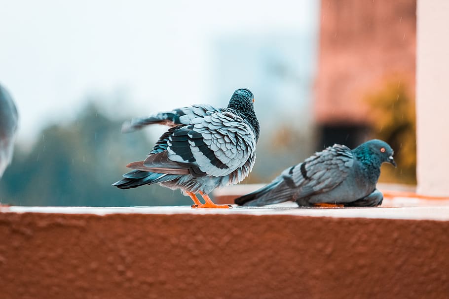 two gray pigeons, bird, animal themes, group of animals, animal wildlife HD wallpaper