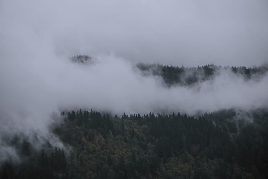 smoke covering forest, nature, outdoors, fog, weather, mist, yale lake HD wallpaper