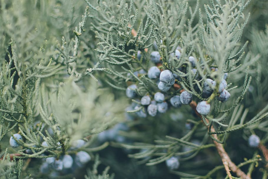 blue, blur, branch, bush, focus, fruits, green, image, nature HD wallpaper