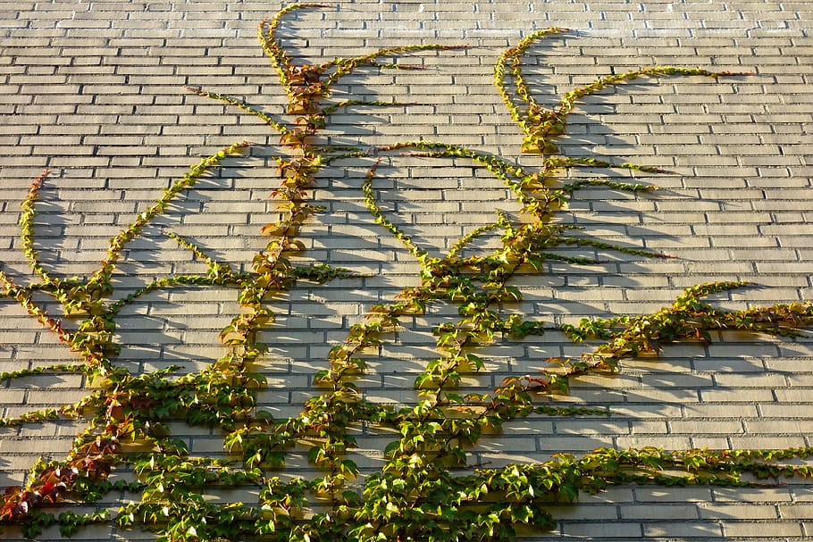 ivy, vine, creeper, brick wall, overgrown, foliage, plant, built structure HD wallpaper